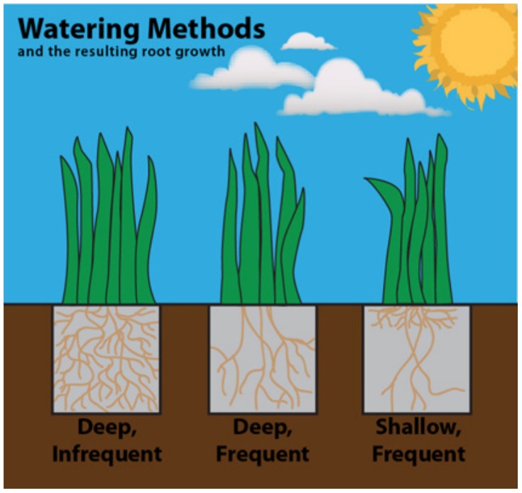 Watering Lawn Methods graphic by Texas Smartscape