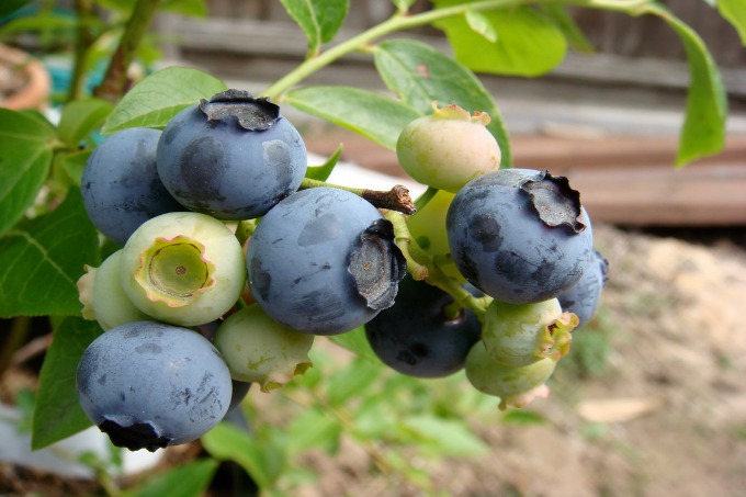 Blueberries in Utah can be a pain to grow