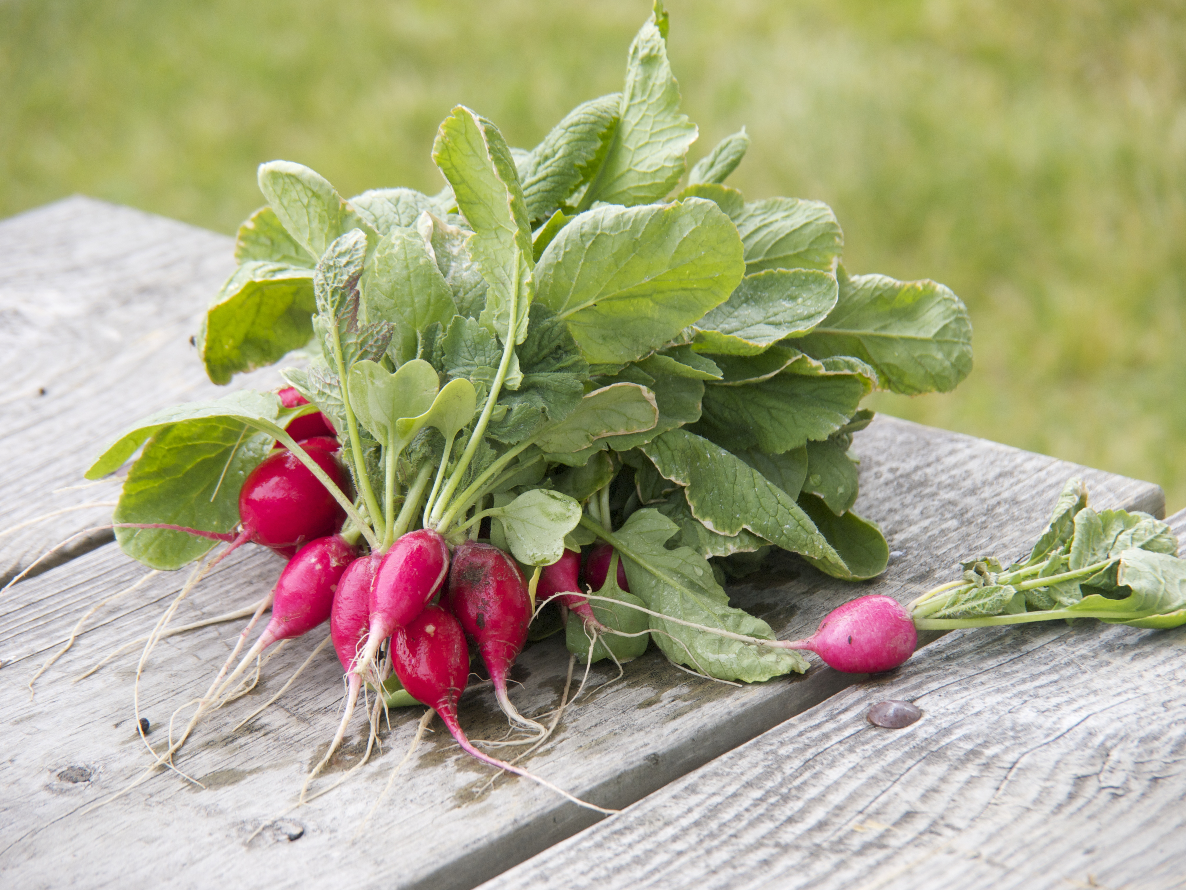 Radishes are great vegetables to plant in July and August in your garden.