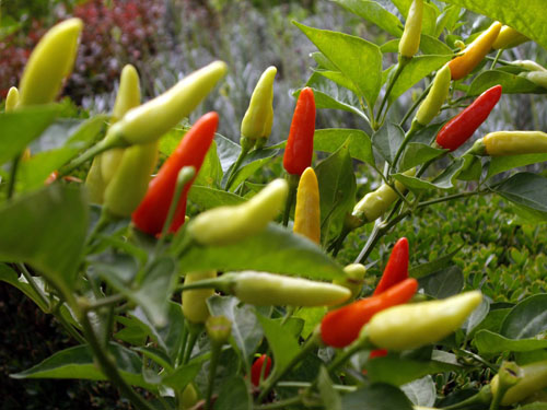 Find a fast maturing pepper to plant later in the season.