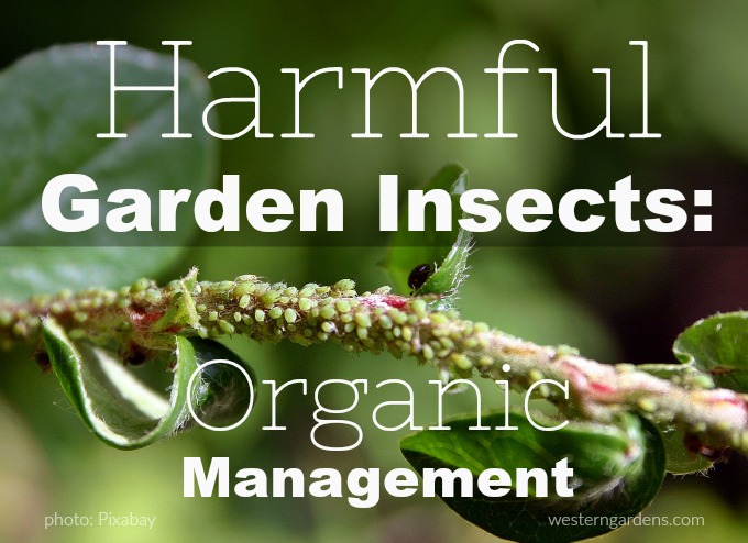 Harmful garden insects can be managed organic methods