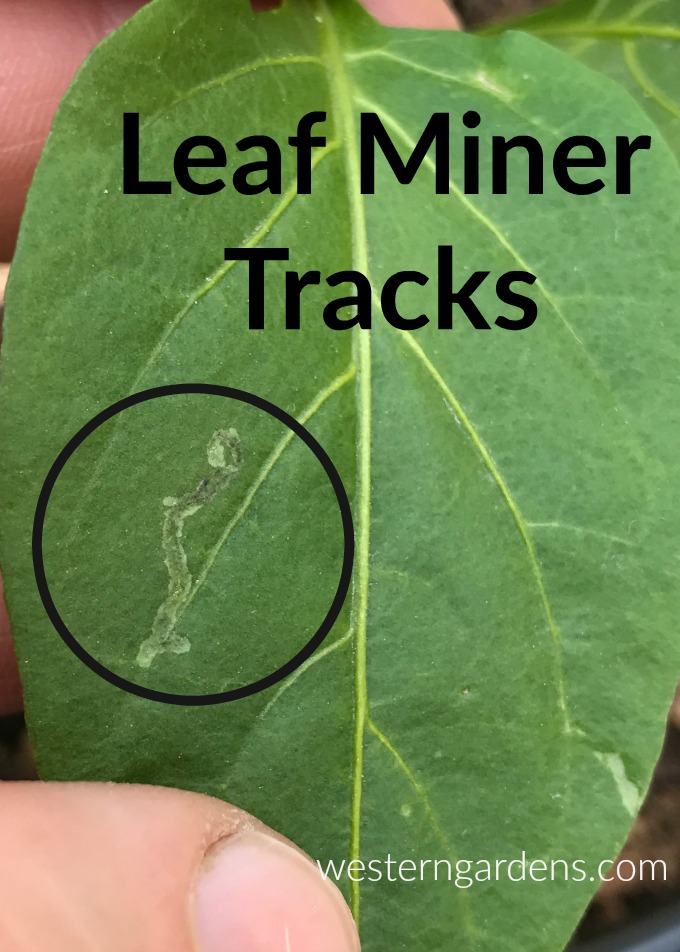 tracks of leaf miner on pepper plant leaves