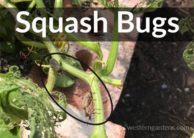 harmful garden insects also include squash bugs