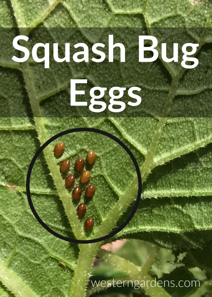 Squash bug eggs are easy to spot and remove.