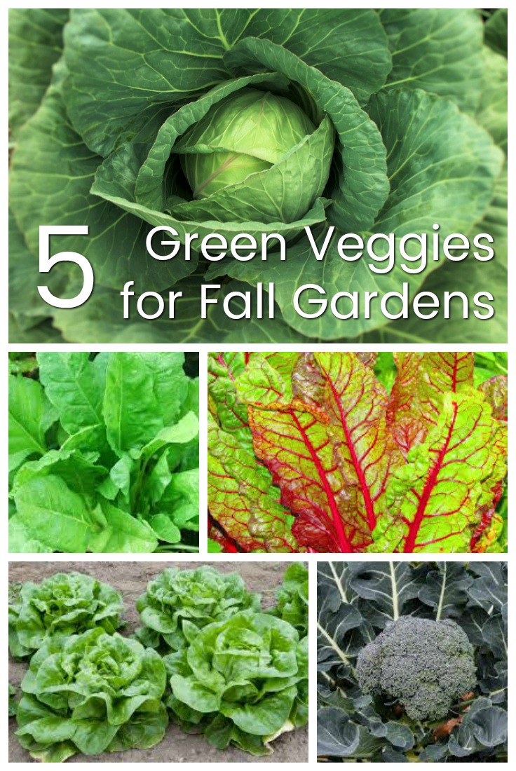 five green veggies for fall gardens