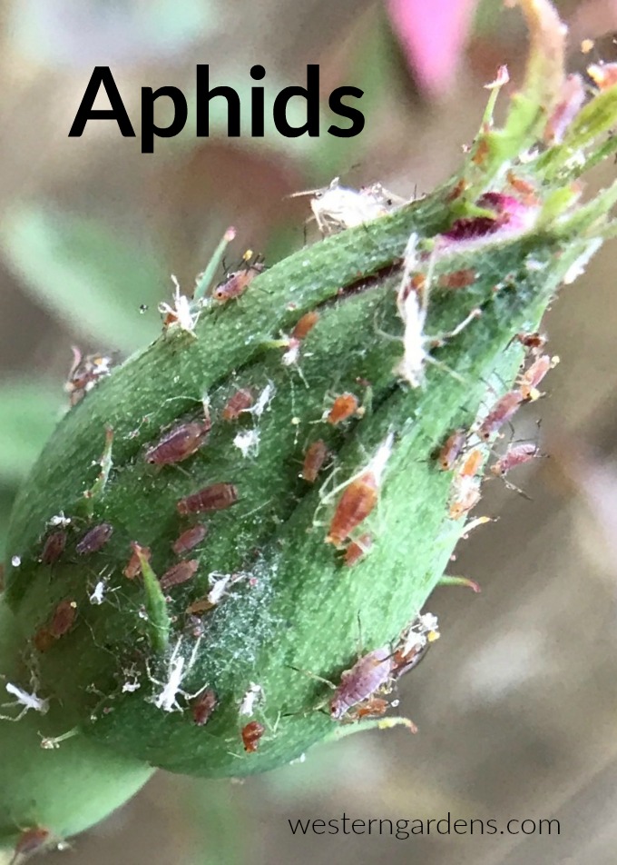 aphids are harmful garden insects that can be easily controlled