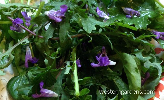 Sage blossoms in a green salad.