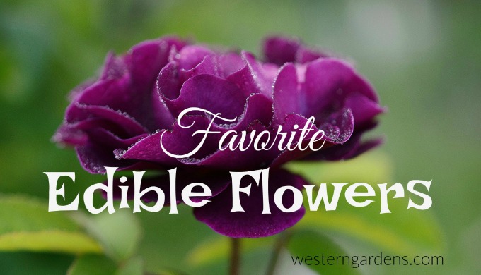 Favorite edible flowers you probably already have in your yard