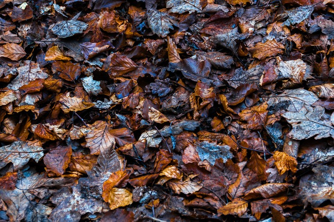 Leaf mulch is a great way to add nutrients back into your garden