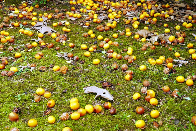 Pick up spoiling fruit as part of your fall cleanup