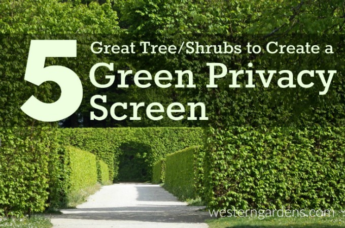 5 trees and shrubs for a privacy screen in your yard.