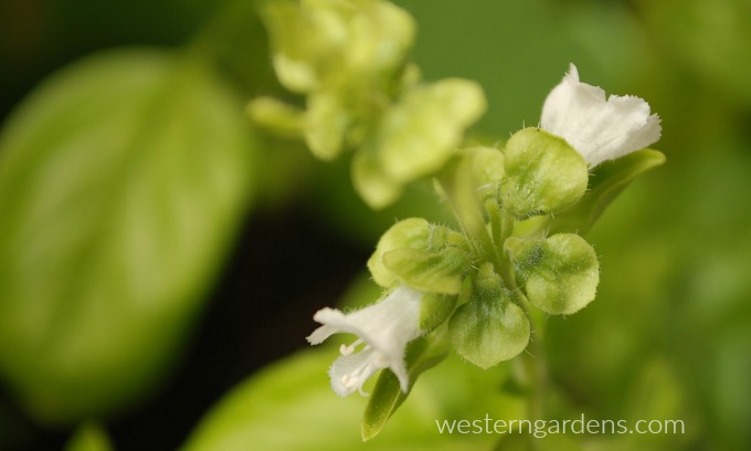 Herb blooms like basil blossoms are edible flowers.