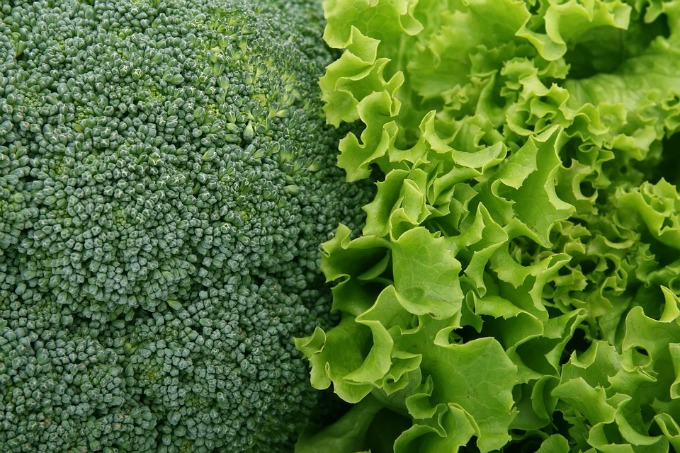 Broccoli is one of our five green veggies for planting in your fall garden