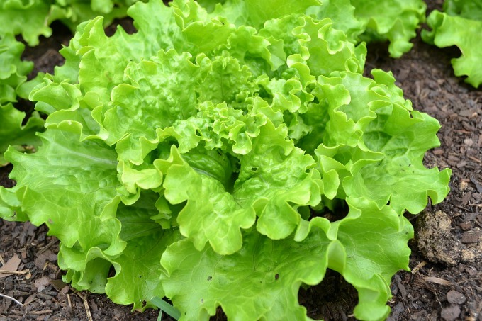 five green veggies for fall planting includes lettuce