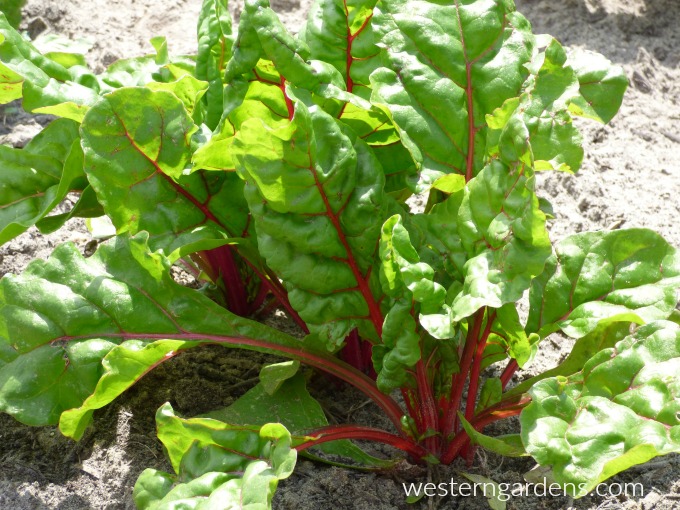 swiss chard is a wonderful green veggie to plant in fall weather