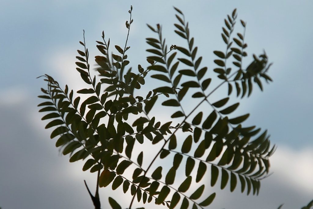 honeylocust leaves are small, light, and airy. 