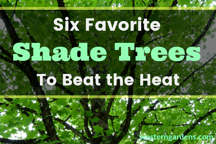 Discover favorite shade trees to cool you off.