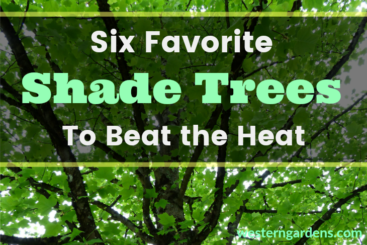 Six Favorite Shade Trees To Beat The Heat Western Garden Centers