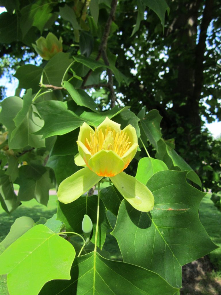 The unique Tulip Tree is another shade tree for your yard.