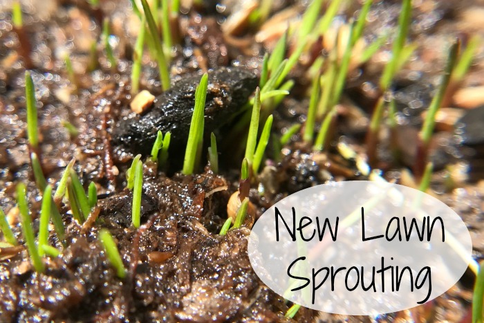plant new lawn seed in the fall