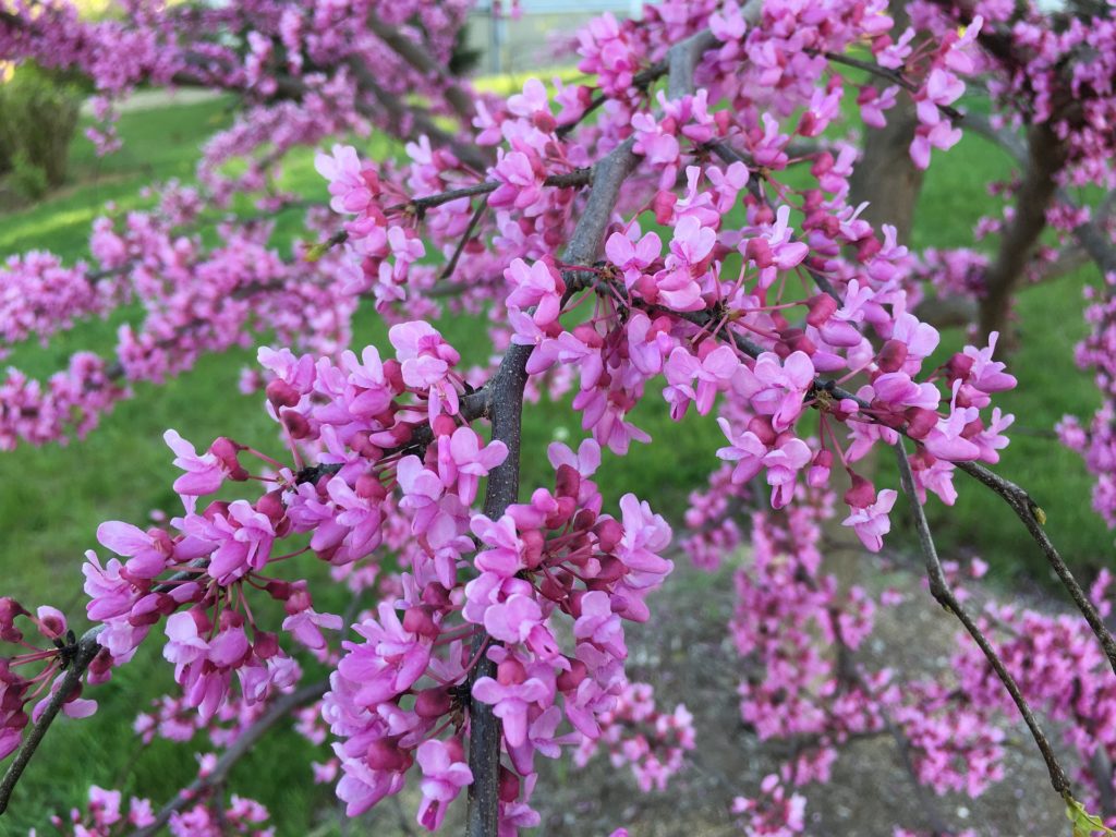 Eastern Redbud is a great tree to create shade and it is beautiful in all four seasons.