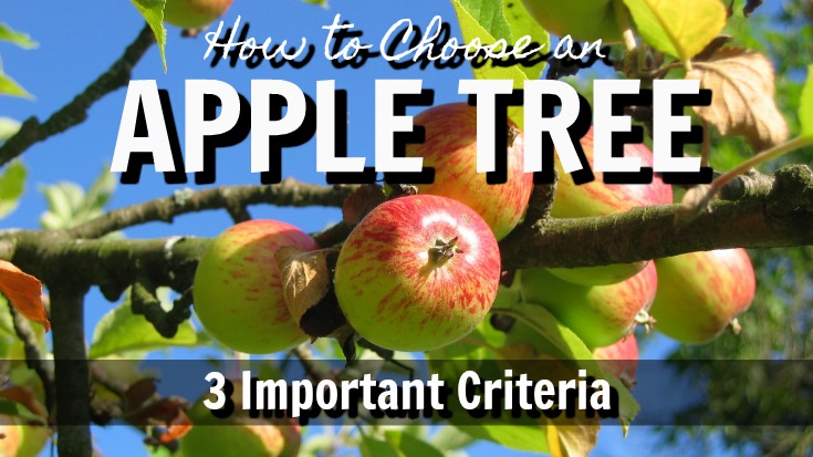 Use these 3 important criteria to choose an apple tree