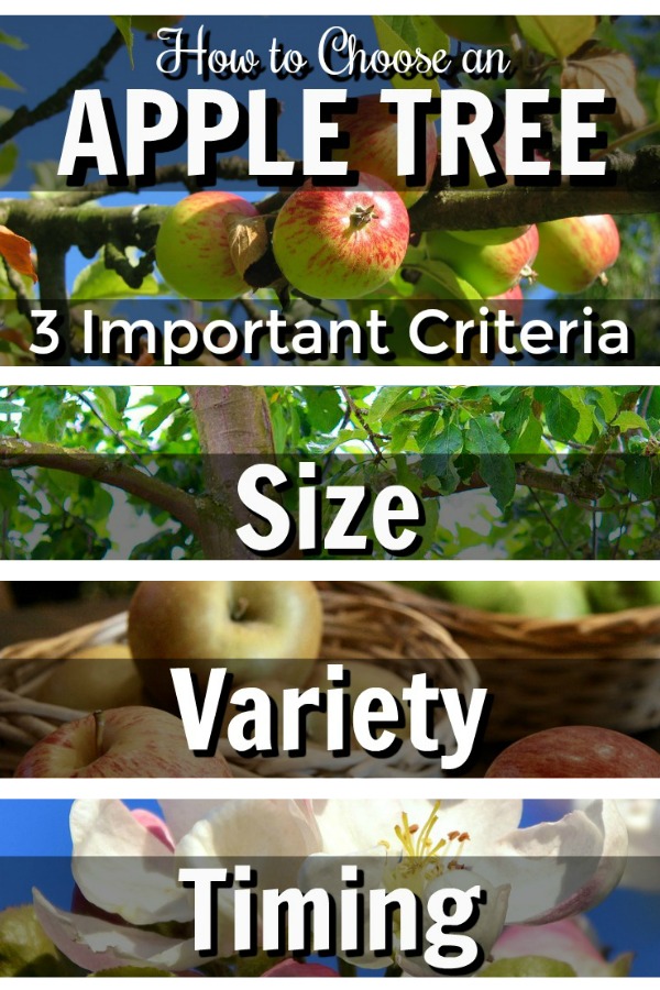 Learn 3 important criteria to choose an apple tree for your yard