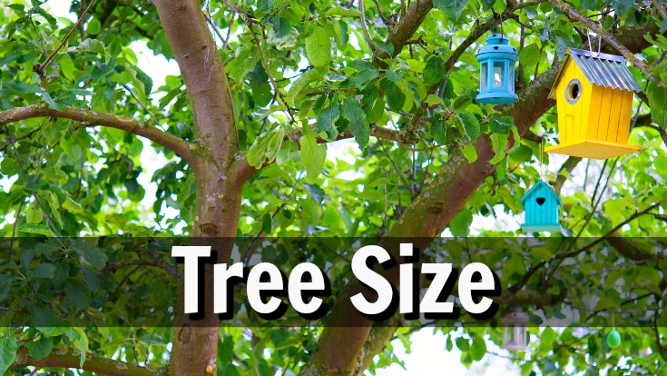 Tree size for the right space is important when you choose an apple tree