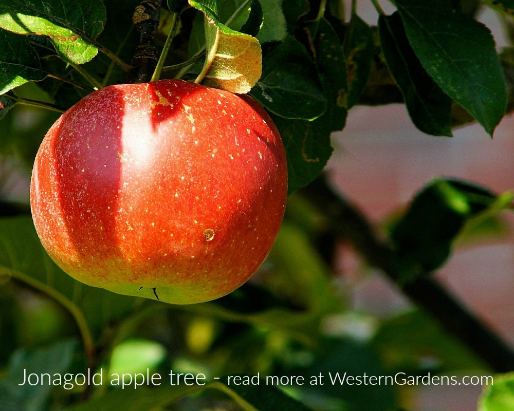 Jonagold apple tree 