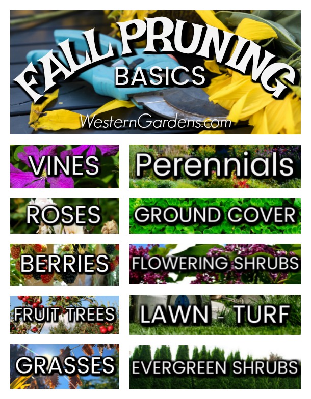 Follow these simple guidelines for fall pruning your garden and yard.