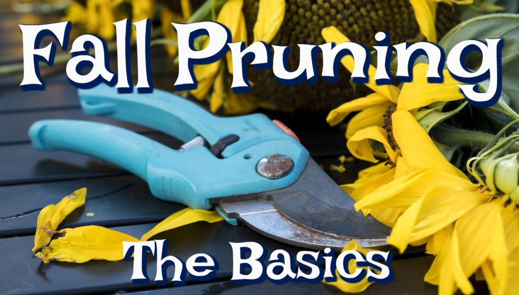 The beginner basics of fall pruning your utah garden for winter.