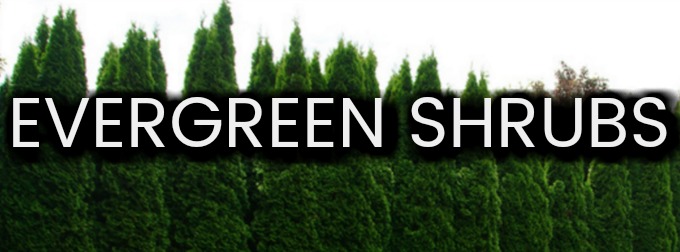 fall pruning your evergreen shrubs