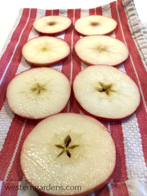 Pat the apple slices dry.