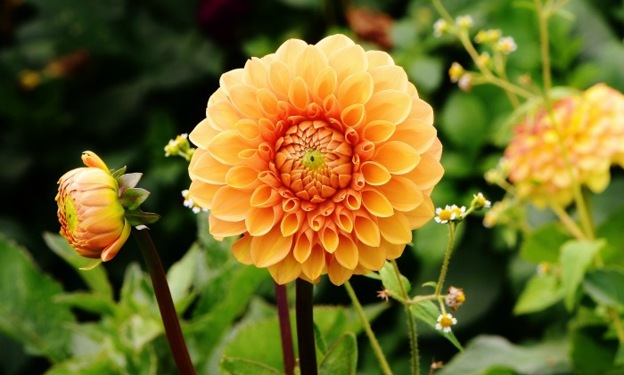 A healthy gardening habit helps you destress and realize the beauty of a simple flower.