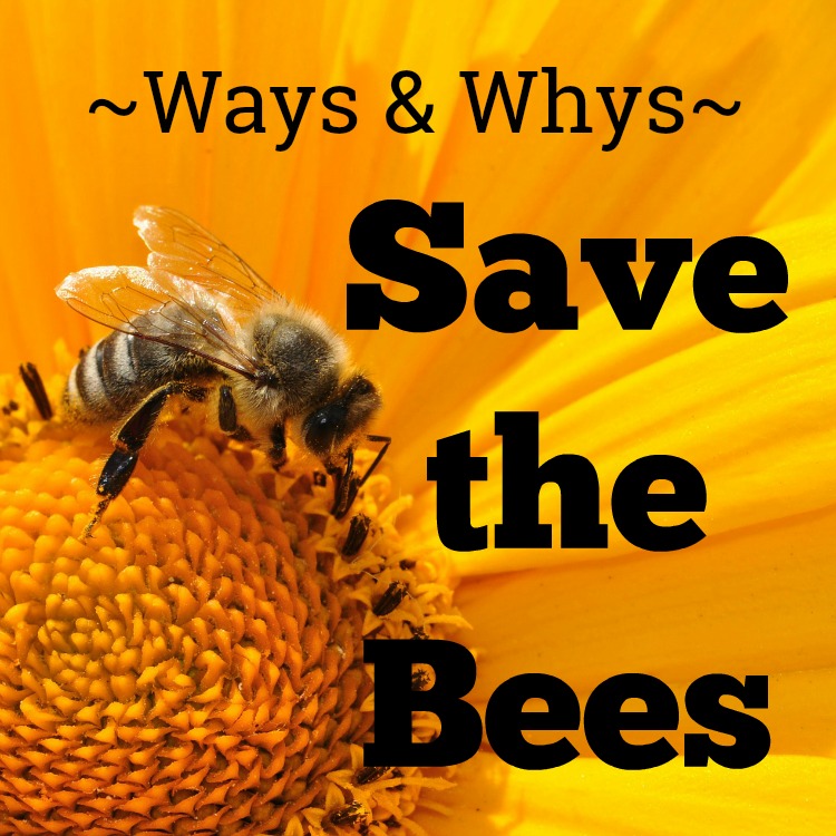 how-a-backyard-garden-can-help-save-our-important-bees-western-garden