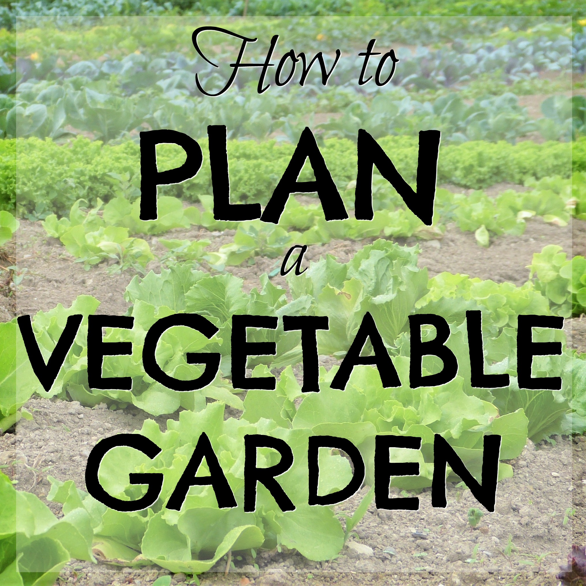 how to plan a vegetable garden