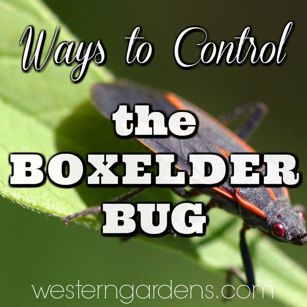 ways to control boxelder bug