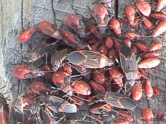 Boxelder adult and nymphs