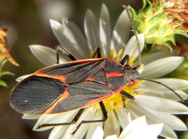 boxelder bug adult on flower