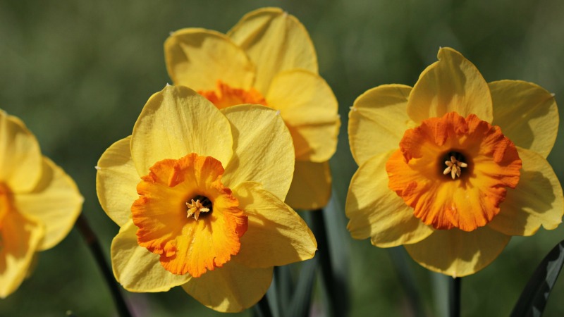 Daffodils are beautiful and poisonous.