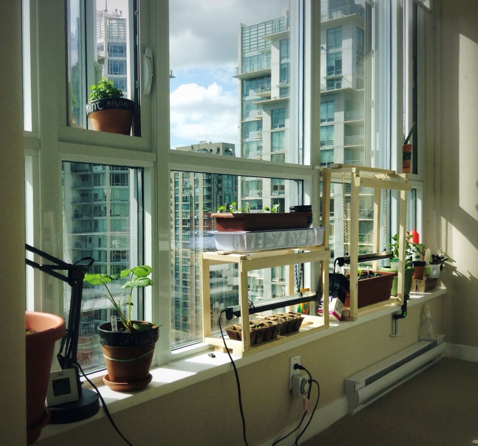 indoor gardening on windowsill