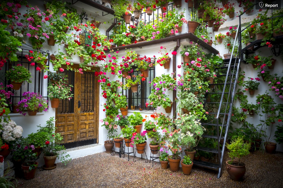 gardening in small spaces with geraniums on wall