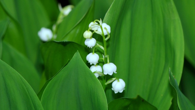 Lily of the valley poisonous plant in the garden