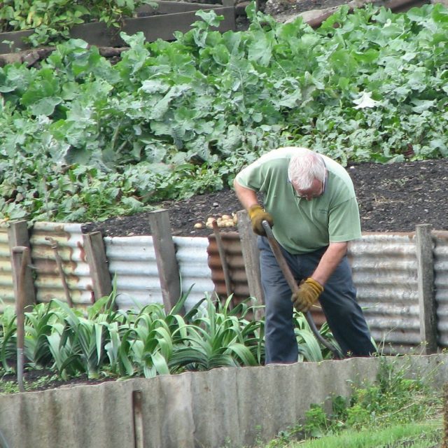 senior man in garden