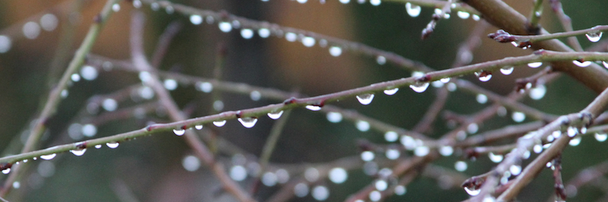 morning dew on fruit tree in early spring