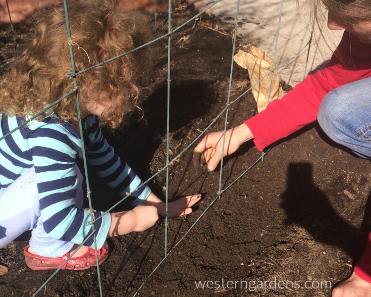 planting peas with child