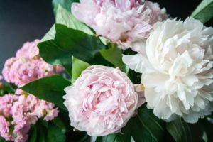 peony white and pink