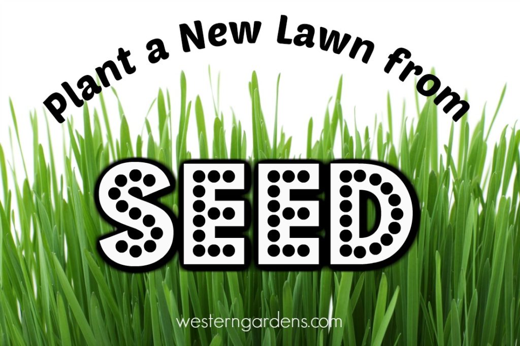 new utah lawn from seed instructions