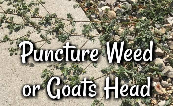 Puncture weed or goats head weed in Utah gardens