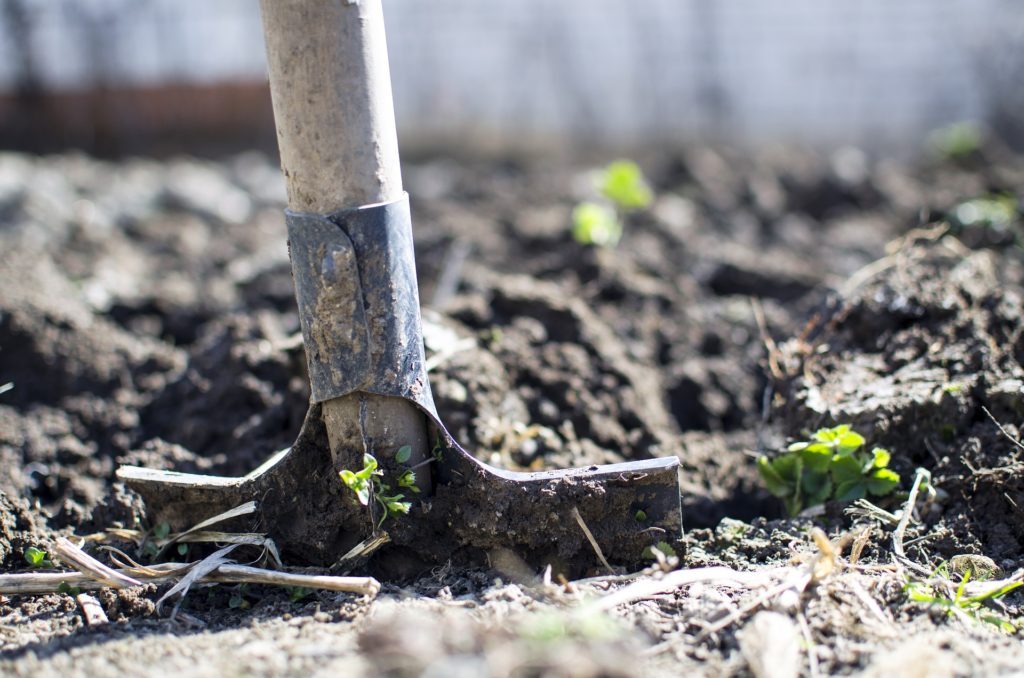 Shovel in dirt digging vegetable garden